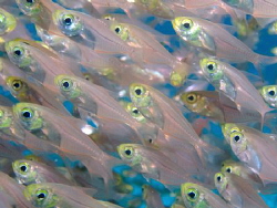 Glass fish on a reef in the Red Sea by Graham Watters 